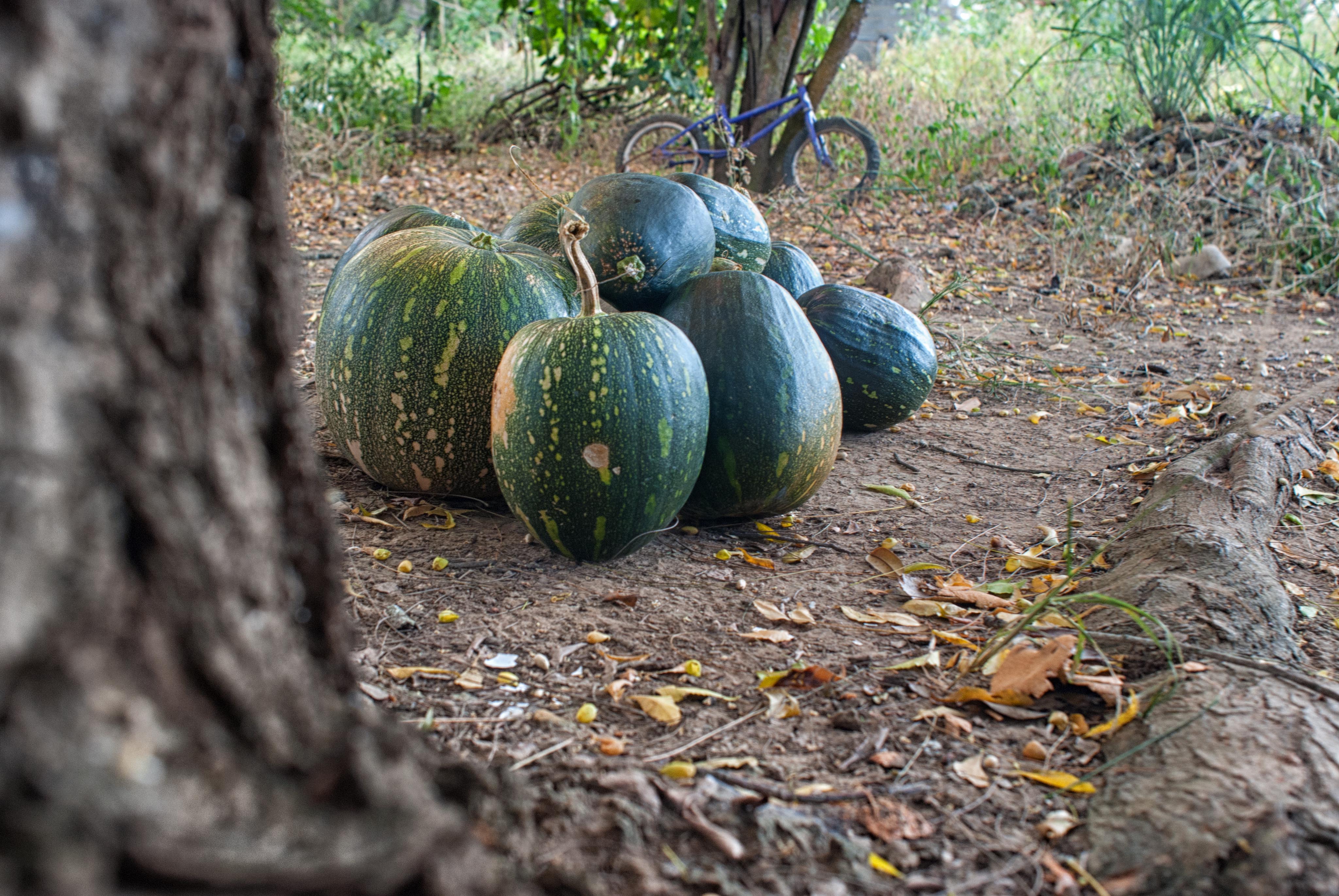 gatos y calabaza 2.jpg